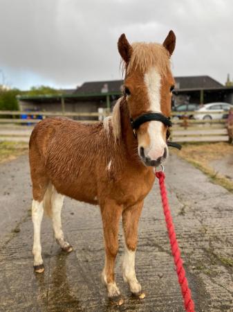 Image 14 of Cute Rescue Ponies, Youngsters Future Lead Reins, Companions