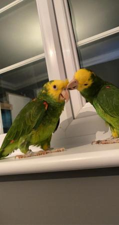 Image 1 of Two yellow, headed Amazon parrots