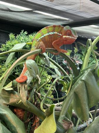 Image 2 of Male and female Ambilobe Panther Chameleons for sale