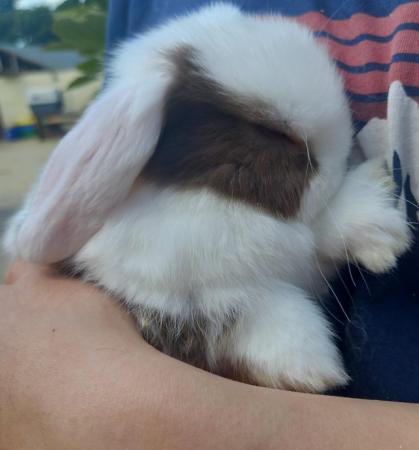 Image 2 of 10 week old mini lops for sale