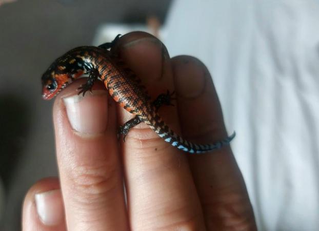 Image 6 of African Fire Skinks for sale