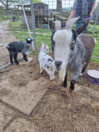 Image 6 of Pygmy Goat nannies and kids for sale