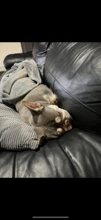 Image 4 of Female French bull dog for sale
