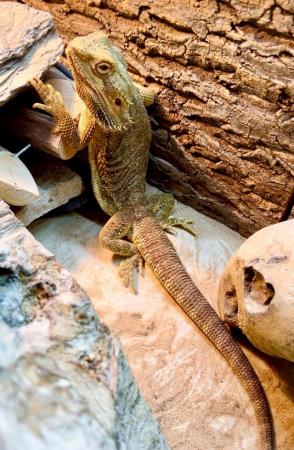 Image 7 of Bearded dragon 3 years old