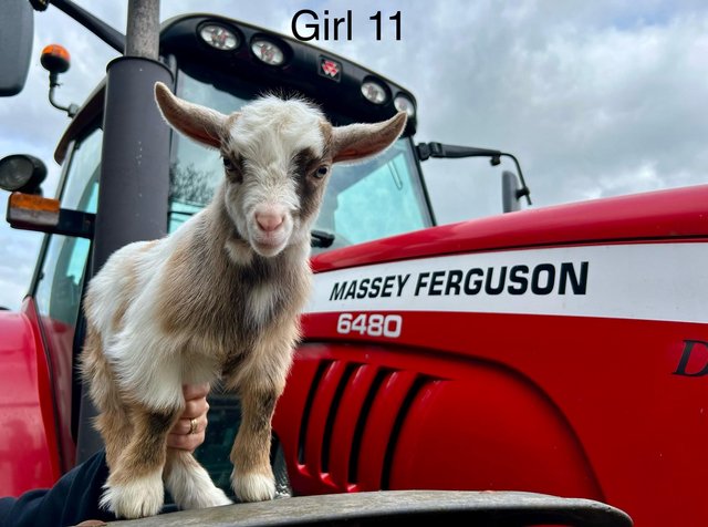Preview of the first image of Stunning Pygmy Goat Nanny kids for sale.
