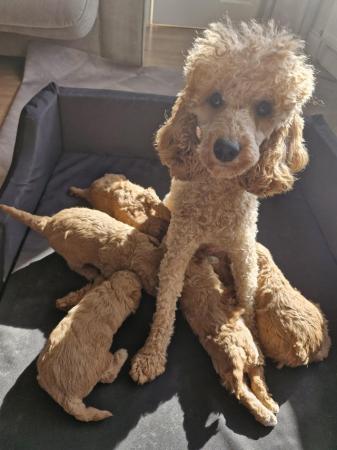 Image 3 of Beautiful Red Poodle Puppies READY THIS WEEKEND.