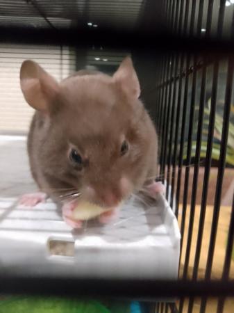 Image 3 of Lovely female hamster with cage and toys