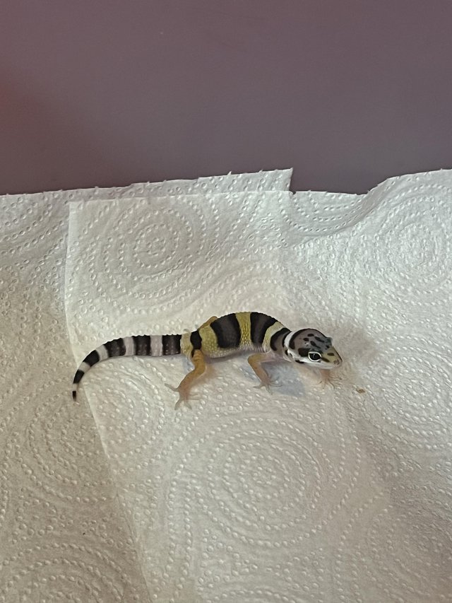 Preview of the first image of Baby leopard geckosfor sale.