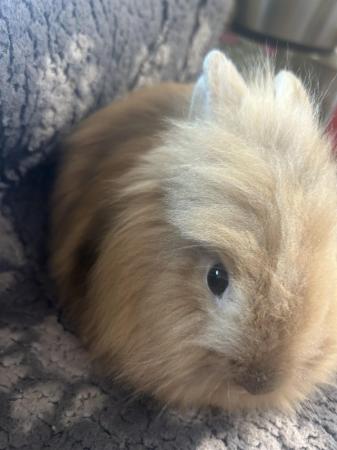 Image 23 of Lovely baby lionheads, males and females