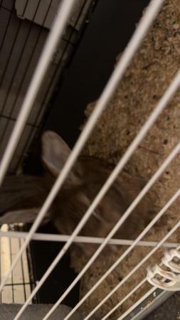 Image 3 of 2 9 month old boy rabbits and accessories for sale