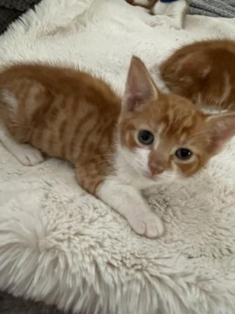 Image 2 of Kittens looking for a Home