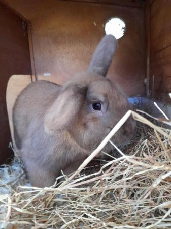 Image 4 of Dwarf Lop Rabbit for sale