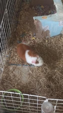 Image 1 of 3 month old pure bred teddy guinea pig