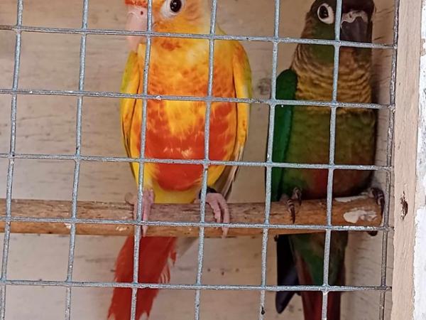 Image 1 of Young green cheek conures