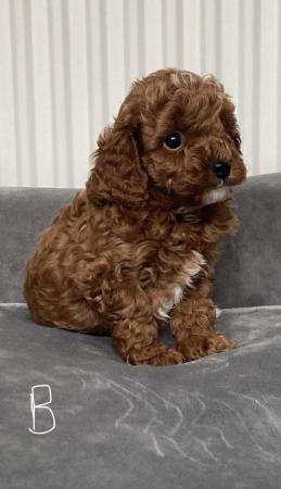 Image 24 of Gorgeous,Deep Red,Health tested Cavapoo pups