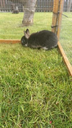 Image 5 of Netherland dwarf rabbis mam and dad are now together