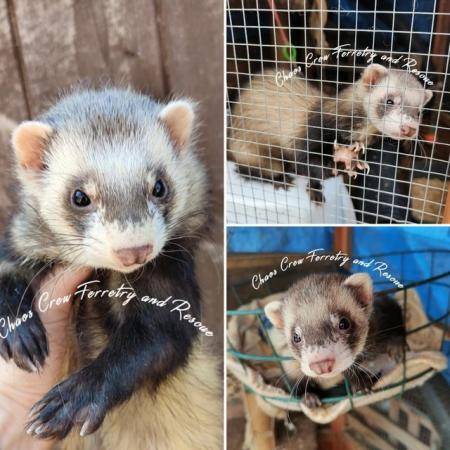 Image 2 of Rescue ferrets for adoption