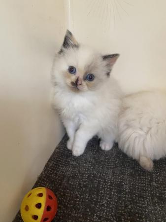 Image 1 of Ragdoll kittens ready now