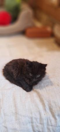 Image 1 of Gorgeous kittens looking for a loving home