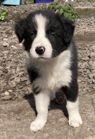 Image 9 of Home reared Border collie pups