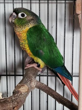 Image 9 of Two green cheek conures