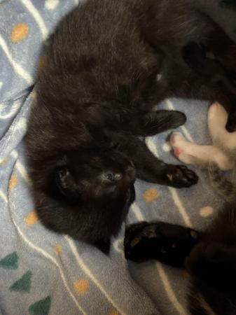 Image 16 of 1 Black kitten for sale