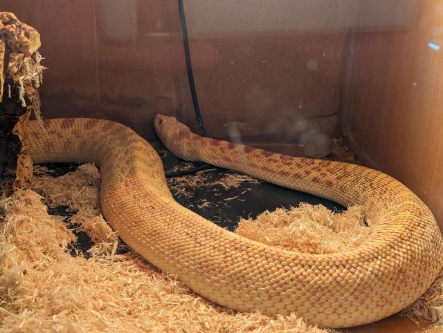 Preview of the first image of Beautiful albino Calfornian bull snake with viv for sale.