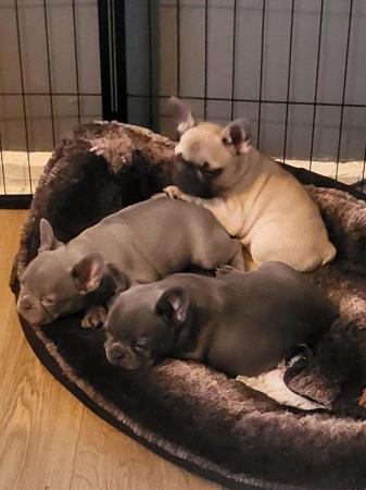 Image 11 of French Bulldog Puppies ALL SOLD