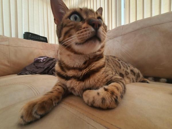 Image 1 of Cute bengal cat looking for good home (toilet trained)