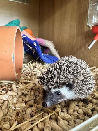 Image 1 of Male Pygmy hedgehogs for sale