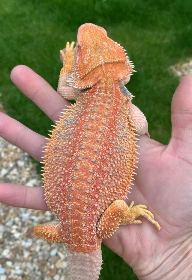 Preview of the first image of Licensed Breeder Top Bearded Dragon Morphs in Castle Cary.