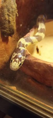 Image 2 of Californian king snakecream and brown