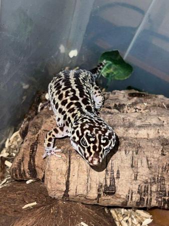 Image 2 of Leopard gecko healthy active eating well