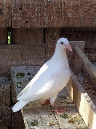Image 1 of PURE WHITE LOGAN PIGEON FOR SALE