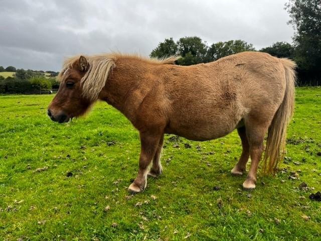Preview of the first image of Miniature Shetland retired broodmare.
