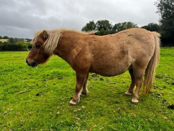 Image 1 of A lovely pair of miniature Shetland mares.