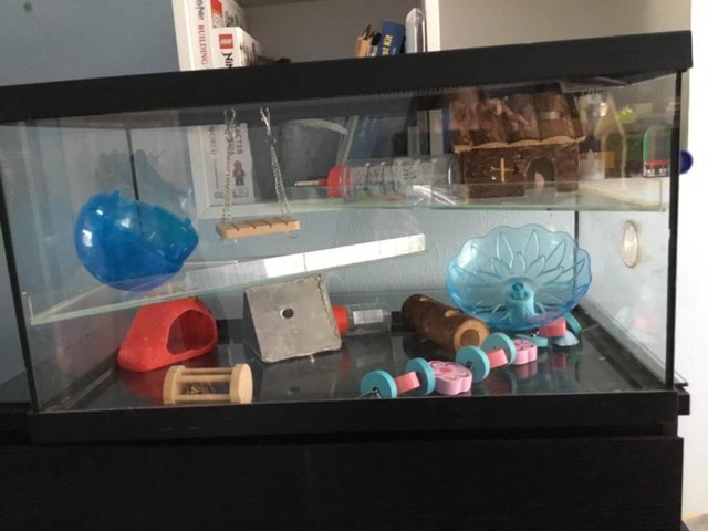 Preview of the first image of Glass rodent tank with shelves and sliding lid.