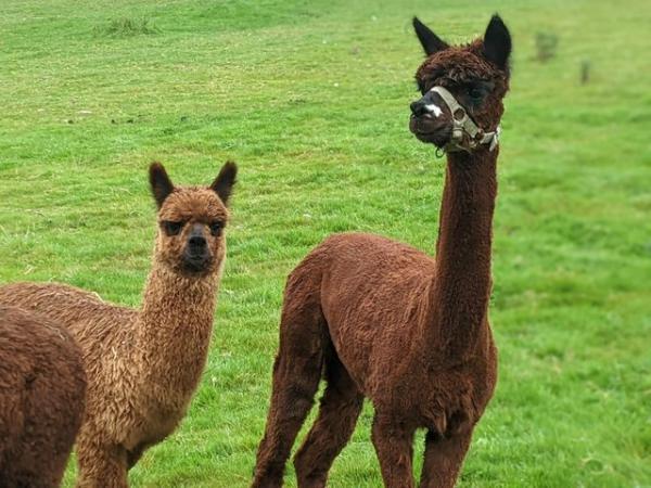Image 3 of Female Alpacas for sale- From £350