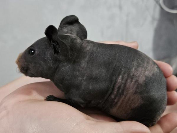 Image 8 of 4 skinny pigs for sale £85 each ready to leave 29th May