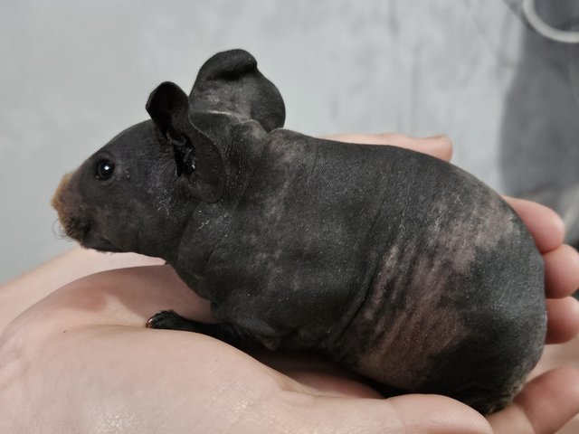 Preview of the first image of 4 skinny pigs for sale £85 each ready to leave 29th May.