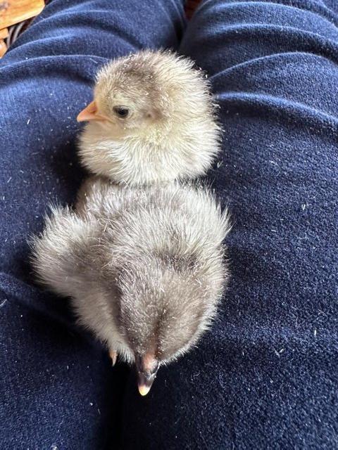Preview of the first image of Pekin chicks, etc., big brown hatching eggs.