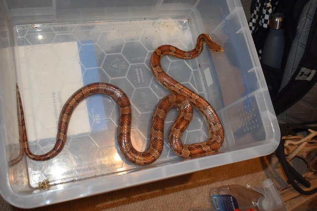 Image 1 of 8 year old female Carolina Corn Snake can include vivarium