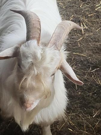 Image 1 of 2 Billy goats for sale born last year