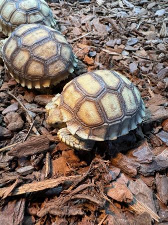 Image 3 of Sulcata Tortoise Captive Bred 2023