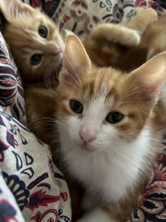 Image 9 of Adorable ginger and white kittens, very cuddly!