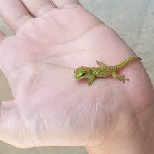 Preview of the first image of Madagascar Day Gecko for Sale.