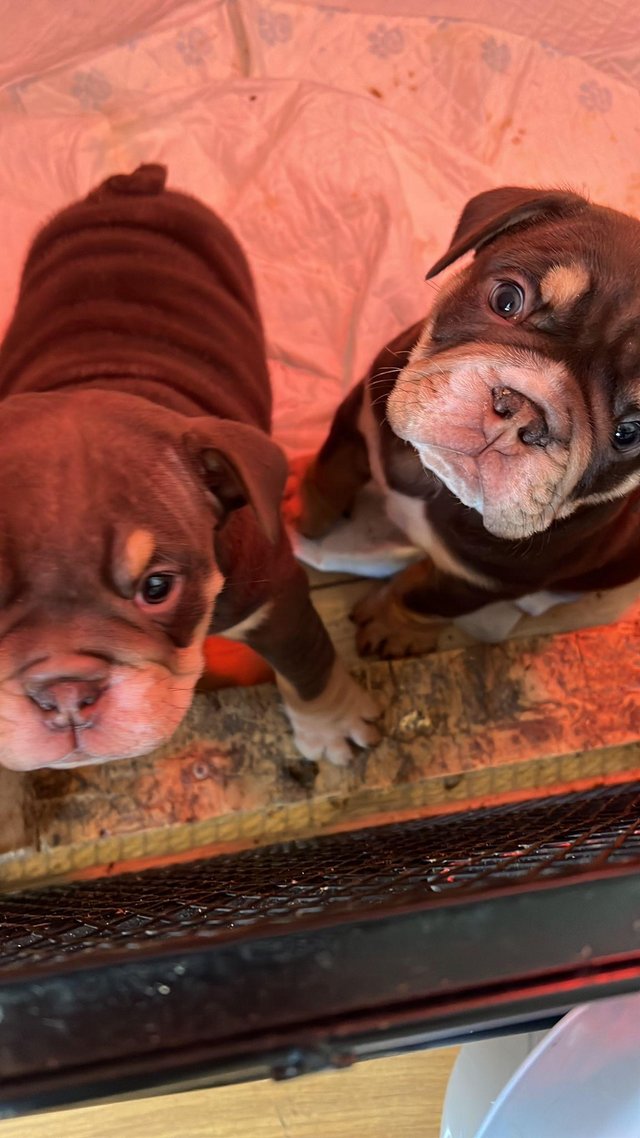Preview of the first image of 8 week old English bulldog puppies ! READY TO GO !.