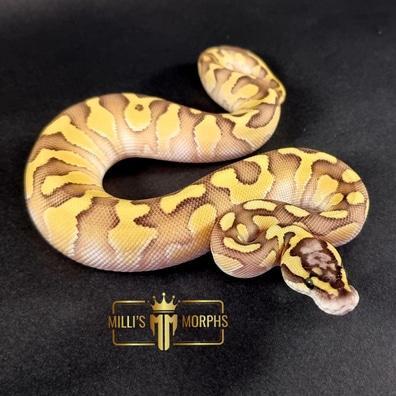 Preview of the first image of Pastel Lesser Enchi Gravel / YB 100%Het Clown.