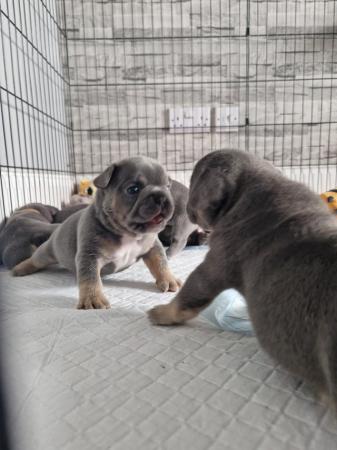 Image 1 of Litter of 7 french bulldogs