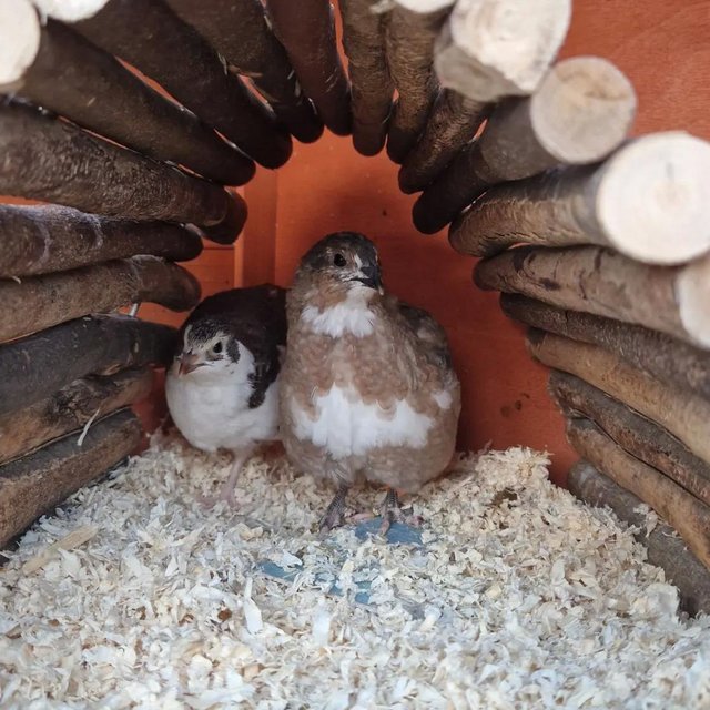 Preview of the first image of Coturnix Quail, (laying) male & female.